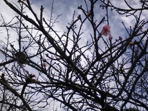 学校の桜が咲きました。